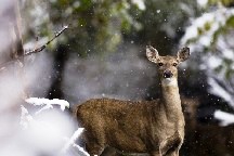 November Most Hazardous Month for Deer Strikes