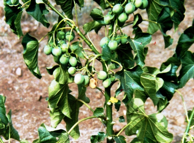 U.S. DOE and GM to Test Grow Jatropha in India