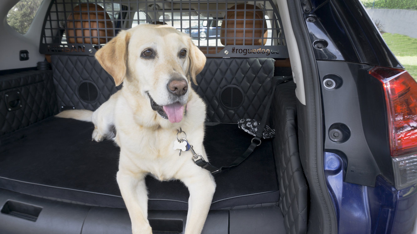 If You’ve Gotten a Dog, It May be Time to Get a Different Car